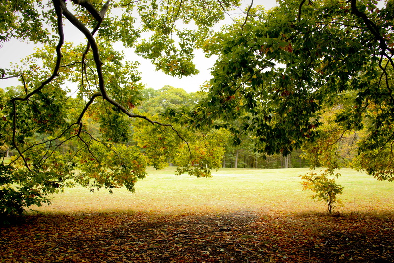 rural Scene, park - Man Made Space, plant, bright, day, change, tranquility, growth, dried, outdoors, beauty In Nature, leaves, scenics - nature, 4K, field
