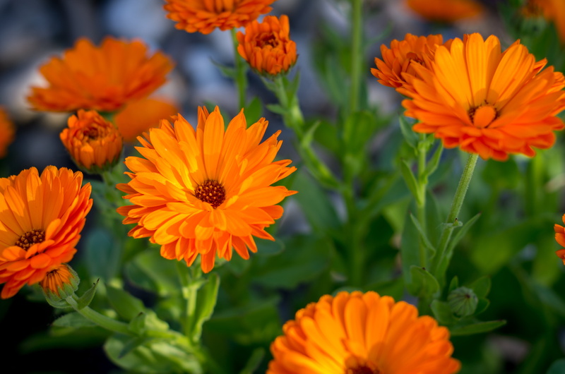 Calendula, Pentax K-5 II, summer, flower, photo, impressions, flowers, F50, III, focus, green, flower  garden, Chemnitz, selective, orange, selective focus