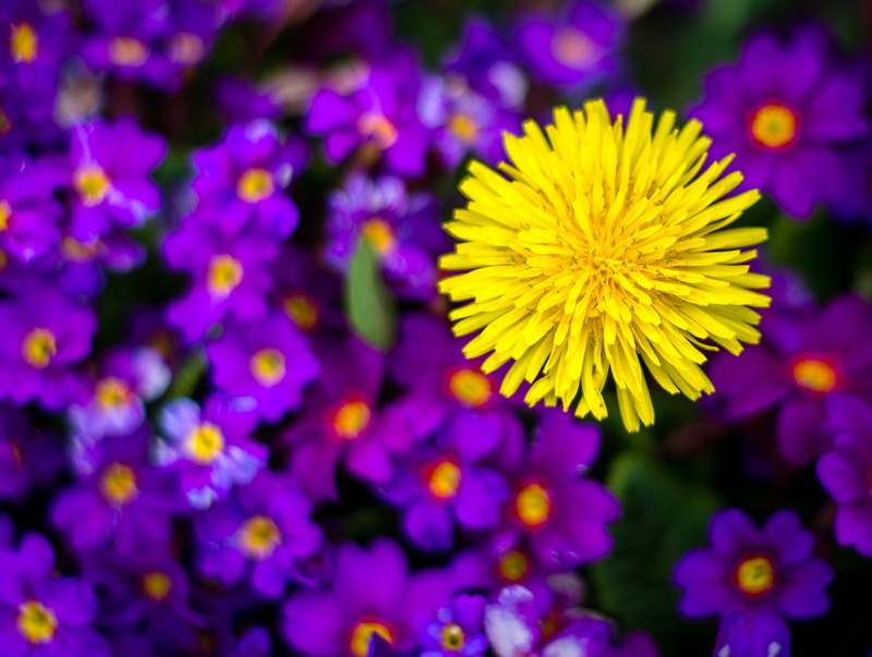color  garden, DoF, XXIV, Art, k5 ii, nature, flower, smc, yellow, photo, F50, impressions, 2K, f1.7, backgrounds, selective, defocused, dandelion, Pentax