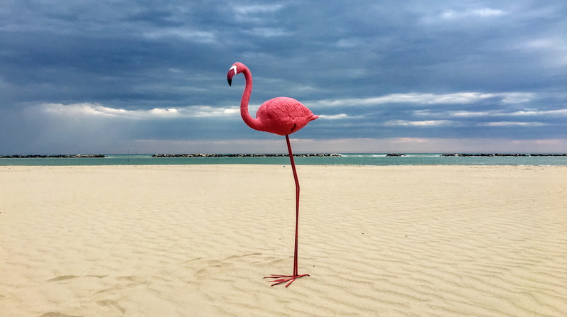 mare, land, tranquility, water, rosa, sand, sea, red, beauty in nature, animal themes, stupid, pink color, phoenicopterus, bird, cloud - sky, tropical climate