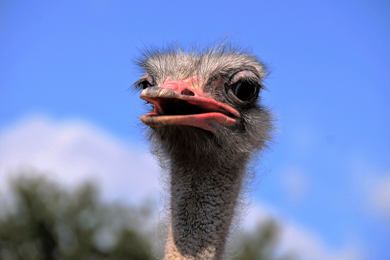 black, sky, animals in the wild, red, animal neck, head, animal, animal wildlife, beak, ostrich, portrait, no people, animal themes, the ostrich, animal mouth