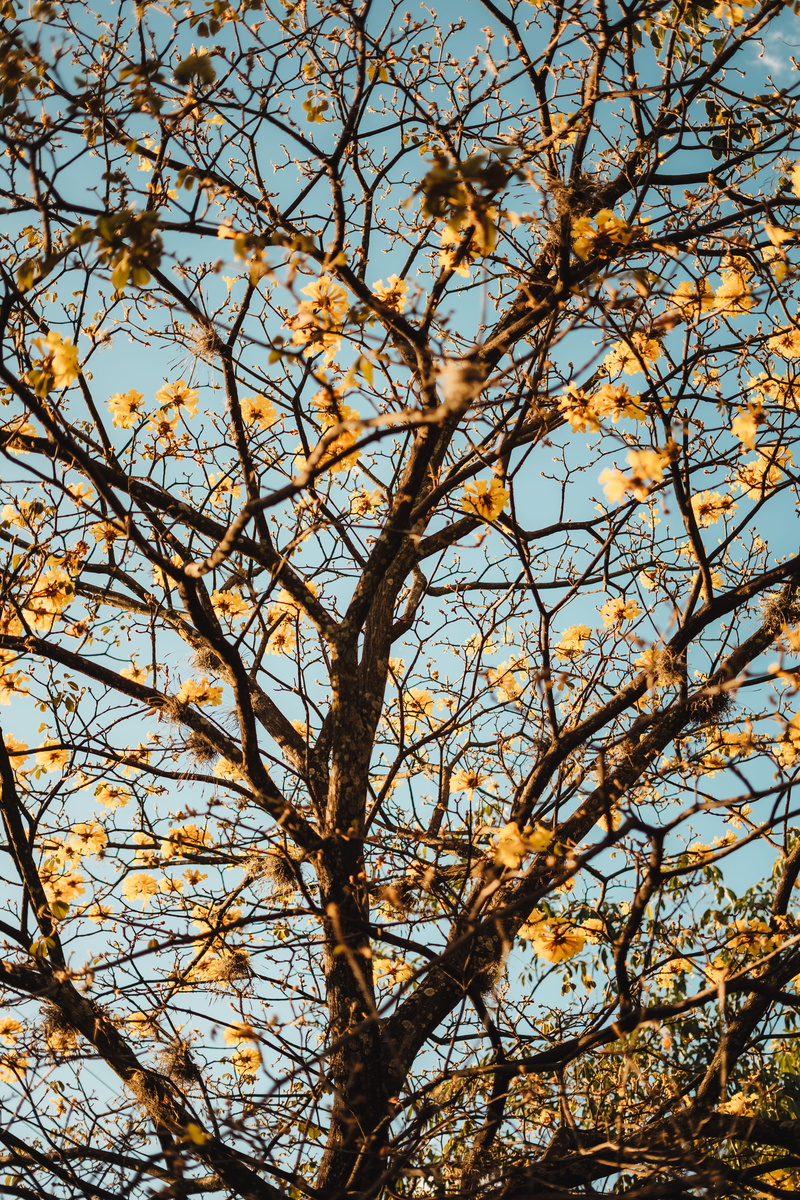 clear, leaves, vertical, autumn, autom, no people, low angle view, day, spiritual, feelings, nature, moody, plant, tree, growth, tumblr