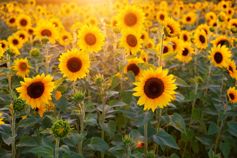 close-up, flowering plant, fragility, outdoors, flower head, sunflower, vulnerability, yellow, inflorescence, sunny, plant part, flower, petal, 5K, springtime