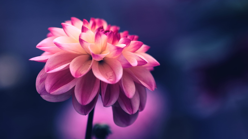nature, purple, flowering plant, no people, focus on foreground, pink, flower head, petal, photo, fragility, vulnerability, selective, close-up