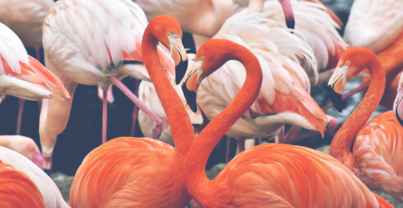 water, no people, animal neck, tumblr, flamingo, pride, animals in the wild, colorful, feather, large group of animals, vertebrate, tierpark hellabrunn