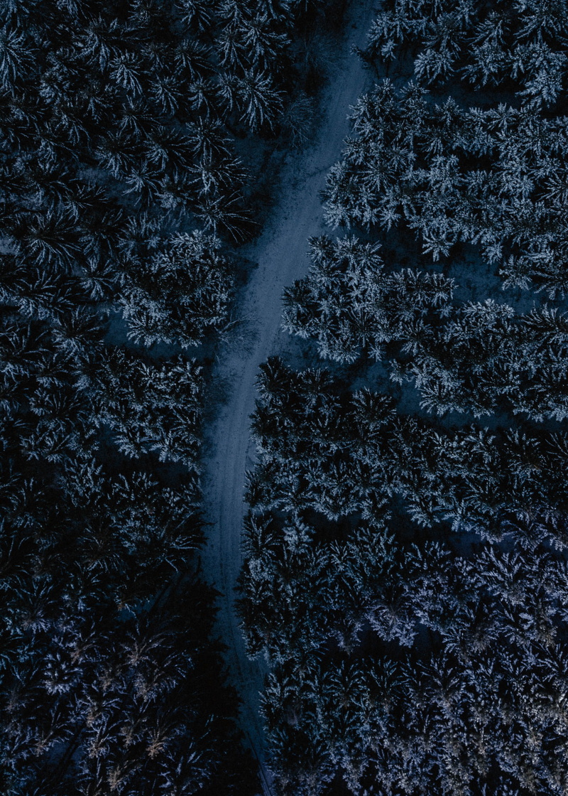 spooky, tree, hd, no people, tree trunk, environment, bush, cold temperature, scenery, landscape, night, computer backgrounds, trunk