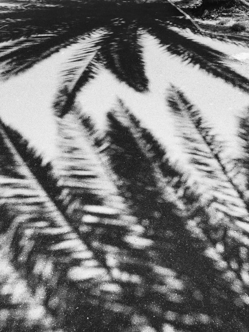 nature, hd, fern, 225 beach rd, leaf, indoors, vertebrate, panther, white color, 4K, mammal, animal, cool backgrounds, softness