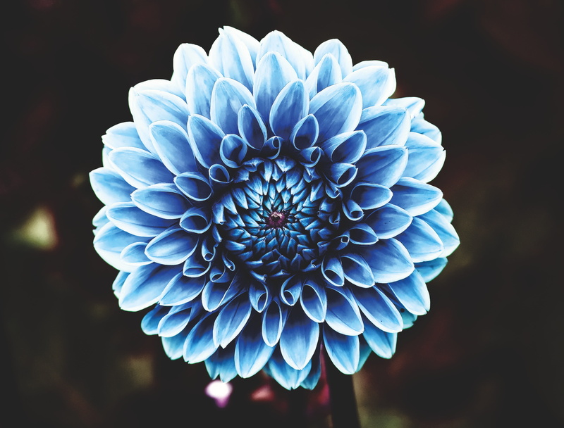 growth, inflorescence, tumblr, plant, dahlias, no people, nature, pollen, dahlia, white color, petal, asteraceae, flower head, blossom, flowering plant