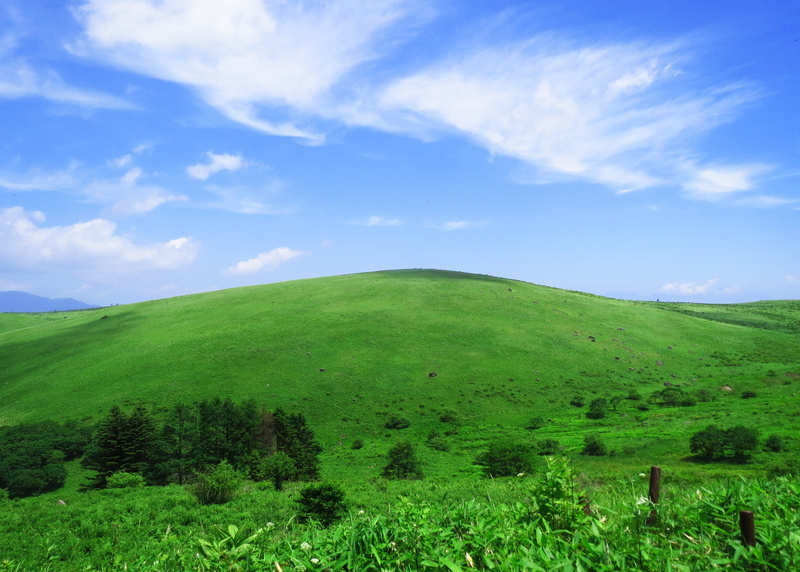 tree, landscape, tranquility, day, cloud - sky, rolling landscape, field, fog months the bong, plateau, growth, 2K, non-urban scene, nature, grass, environment