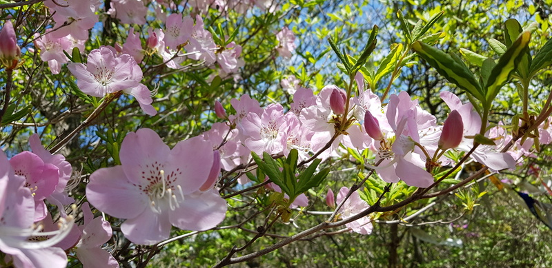 flowering plant, growth, tree, nature, 4K, flower head, freshness, inflorescence, fragility, beauty in nature, spring production, no people, vulnerability