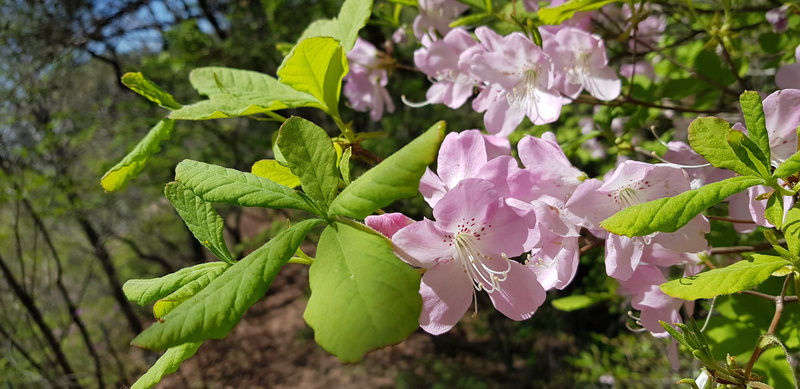 spring production, outdoors, mountain, nature, growth, day, no people, pollen, beauty in nature, vulnerability, flowering plant, focus on foreground, purple
