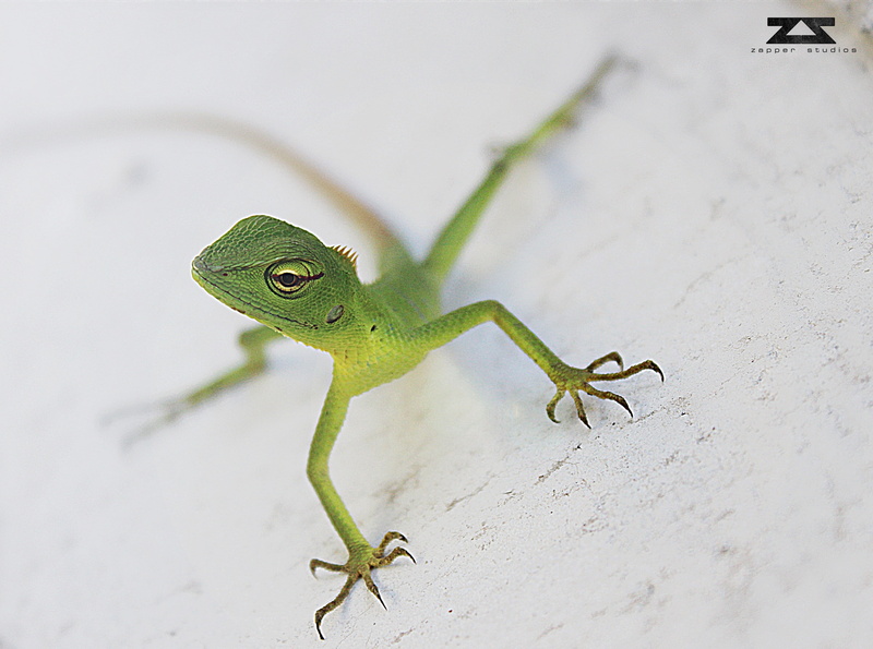 land, chameleon, green color, environment, green, one animal, lizard, outdoors, 4K, animal, gecko, vertebrate, no people, archival, Reptiles and Frogs