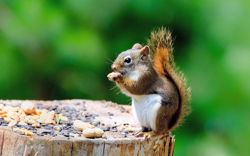 Eating, Stump, 1080P, Something, Cute, Squirrel