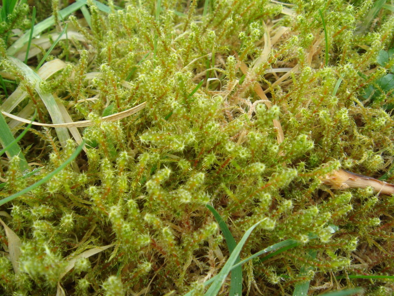 green, peat, sphagnum, something, moss, 3d and abstract, 1080P