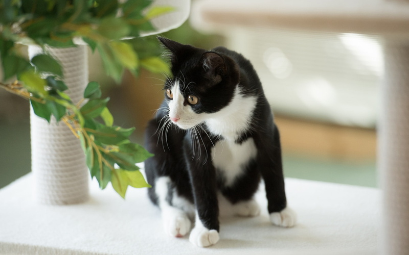 Something, Cat, Black, Look, White, 1080P