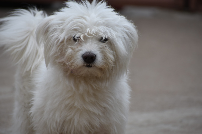 mammal, puppy, vertebrate, won, portrait, pets, animal head, white, animal, snout, close-up, animal body part, front view, adorable, young, one animal