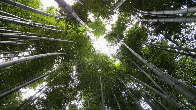 no people, outdoors, green color, tranquility, forest, tree canopy, nature, 5K, in a field for, plant, lush foliage, foliage, bamboo, bamboo - Plant, cosmos