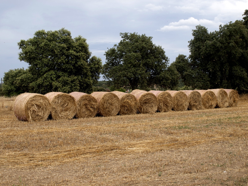 hay, rolls hay, sky, trees, grass, rural world, work field, tranquility, nature, rural, day, 2K, rural landscape, cloud - sky, farm, harvest, harvesting