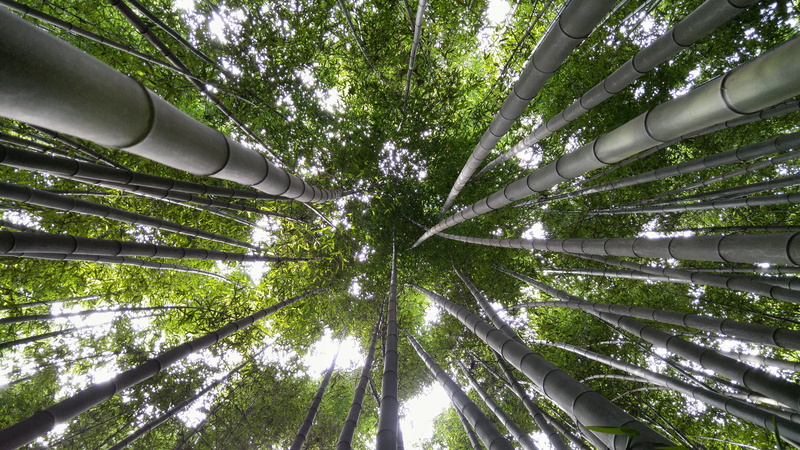outdoors, plant, no people, tree, tree trunk, cosmos, directly below, vs grove, trunk, tall - high, bamboo, beauty in nature, day, 5K, bamboo grove, land