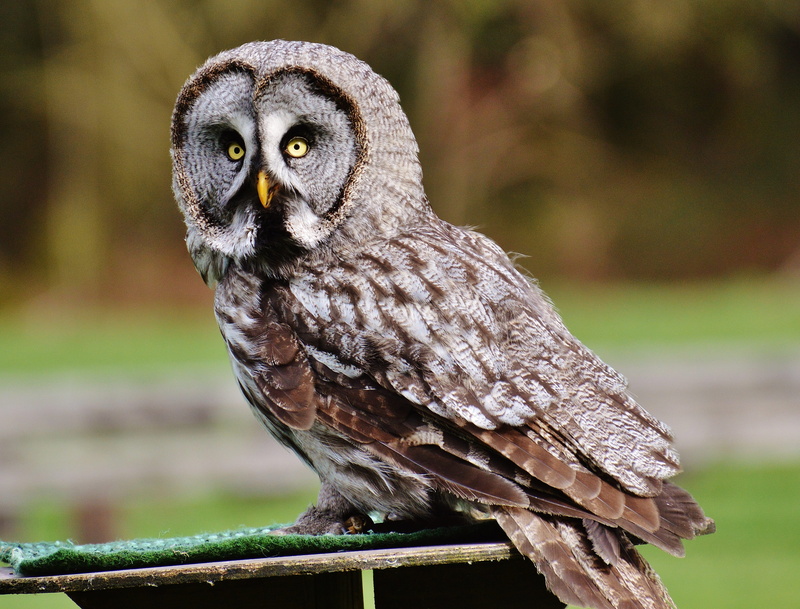 full length, outdoors, plumage, 4K, animal themes, table, animal eye, bird, looking at camera, feather, barn, vertebrate, perch, wild bird, animal wildlife
