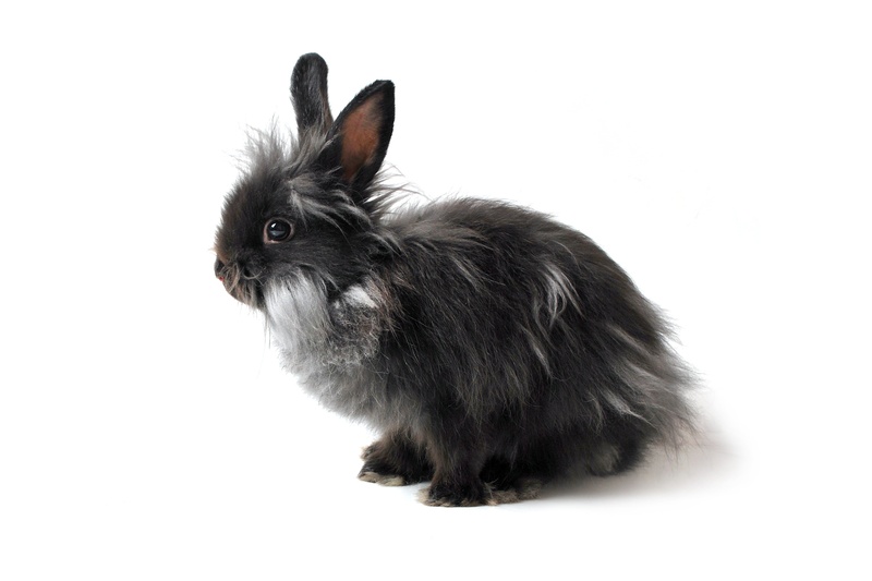 fur, little, hare, rabbit - Animal, vertebrate, white, side view, baby Rabbit, sitting, domestic Animals, domestic, stand-alone, love, white Background