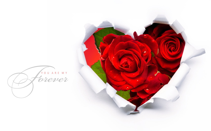 positive emotion, plant, close-up, white background, rose, flowering plant, petal, flower, beauty in nature, 2K, inflorescence, bouquet, red, rose - flower