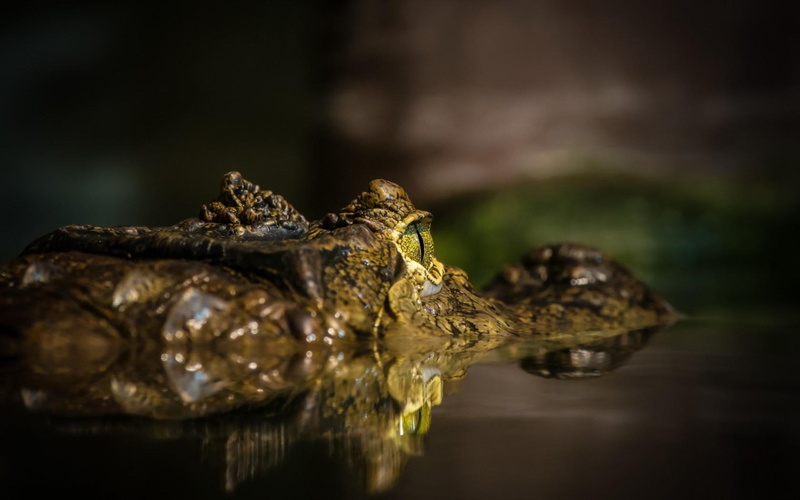 animals in the wild, frog, close-up, reflection, water, reptile, animal head, macro, crocodile, alligators, animal, eyes, photography, vertebrate, 2K