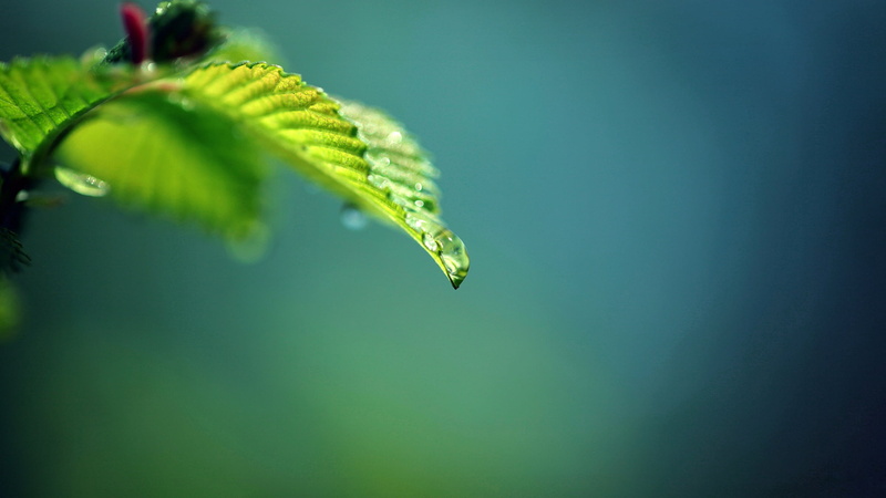 wet, dew, close-up, vulnerability, ovate, smeared, outdoors, animal themes, branches, floating on water, green, plant part, growth, green color, 2K, purity