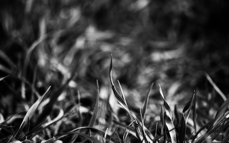 no People, macro, textured, nature, freshness, season, light - Natural Phenomenon, selective Focus, abstract, color Image, springtime, tranquility, shadow