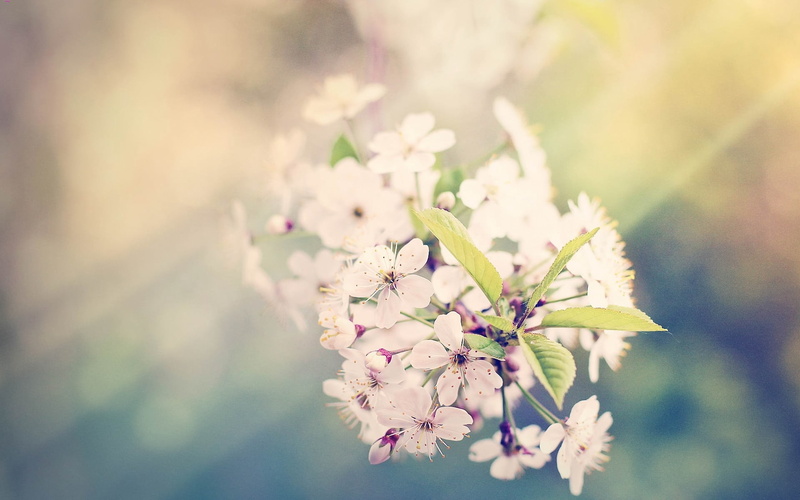 glare, pink color, vulnerability, blossom, petaled, flowering plant, flower, leaves, no people, spring, plant, flower arrangement, freshness, beauty in nature
