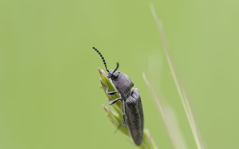 beetle, zoology, animal wing, invertebrate, animal body part, animal, focus on foreground, animal themes, green color, 1080P, smeared, nature, animals in the wild