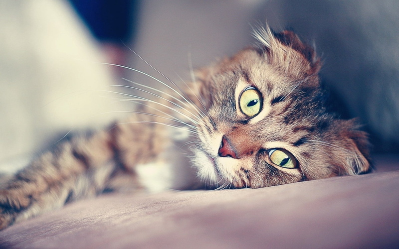 tabby, animal head, lying down, looking at camera, no people, one animal, cat, 720P, lying, smeared, whisker, relaxation, domestic cat, animal eye, close-up