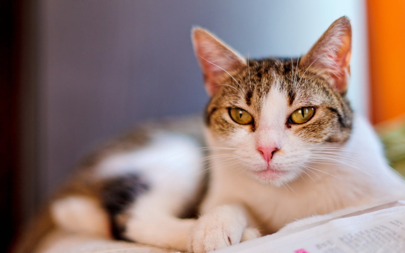 indoors, smeared, animal eye, lying, domestic cat, whisker, fur, one animal, 720P, domestic, white, selective focus, no people, look, black, vertebrate