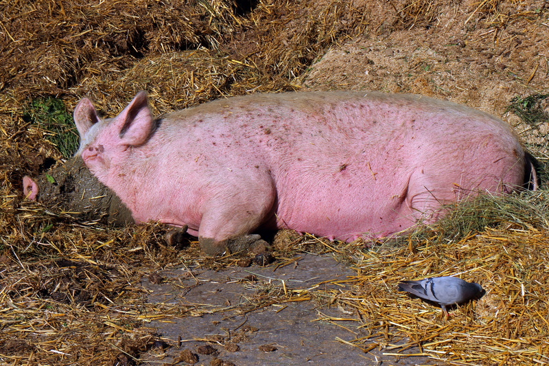 sow, dirty, 4K, hungry, group of animals, high angle view, pig, field, mammal, mud, animal themes, animal head, day, animal, nature, domestic, vertebrate
