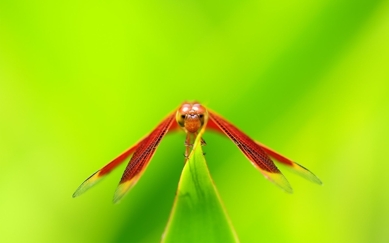 1080P, animal eye, animals in the wild, Grass, green background, nature, no people, Smeared, focus on foreground, colored background, animal wildlife
