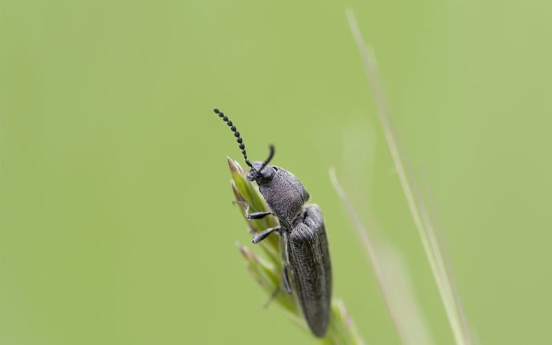 animal wildlife, copy space, Insect, animals in the wild, selective focus, animal themes, Leaves, one animal, no people, Grass, day, animal body part, Smeared