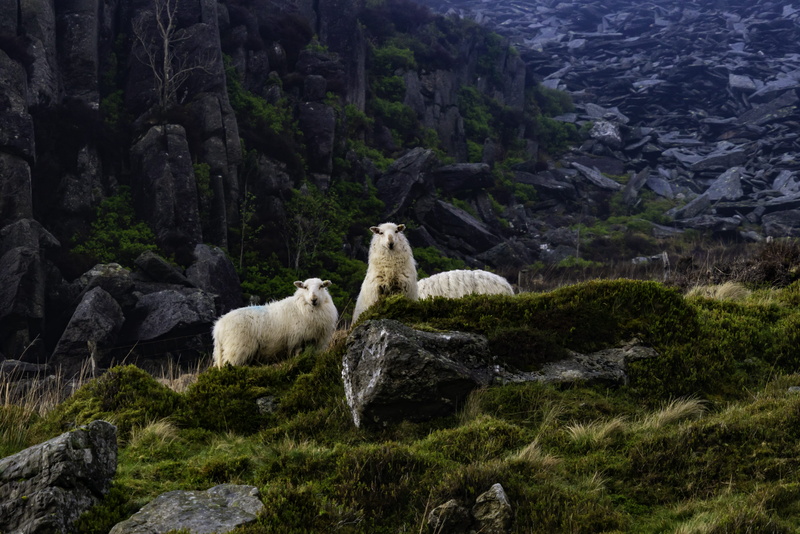 herbivorous, livestock, mossy rock, domestic animals, united kingdom, rocks, vertebrate, 5K, slate, day, outdoors, no people, mammal, animal themes, land