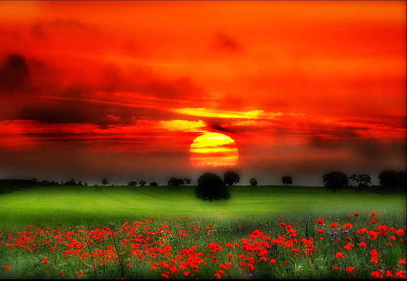 trees, ember, 1080P, sunset, nature, 3d and abstract, count, field, grass, flowers