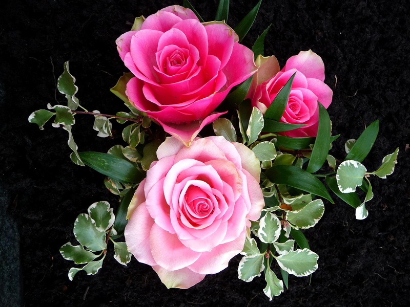 petal, nature, love, rose, nature and landscapes, roses, mean, flower, 1080P, always, pink