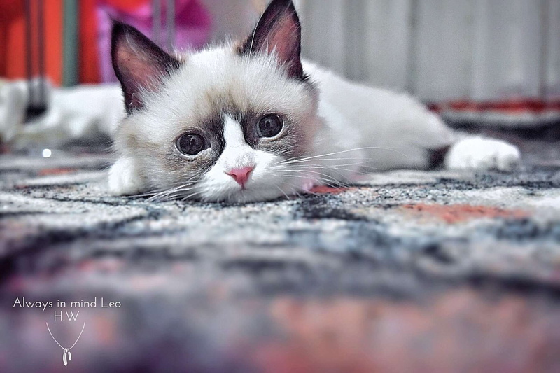 animal head, eye, lovely, animal themes, pet, animal eye, domestic animals, mammal, selective focus, curiosity, leo, good heart, adorable, cute, love, wild