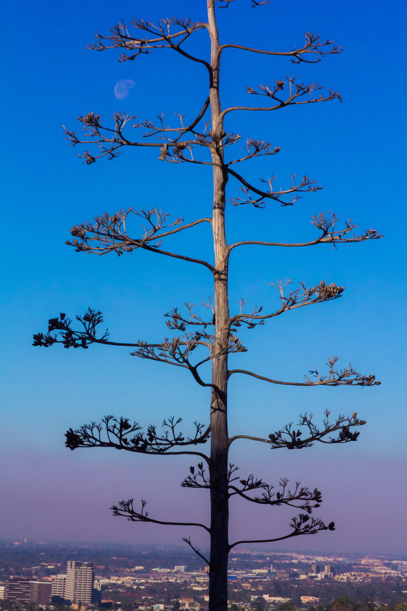 prayer, trunk, glendale, gender equality, architecture, counseling, influencer, bare tree, plant, old, peace, mistake, cloud - sky, beauty in nature, outdoor