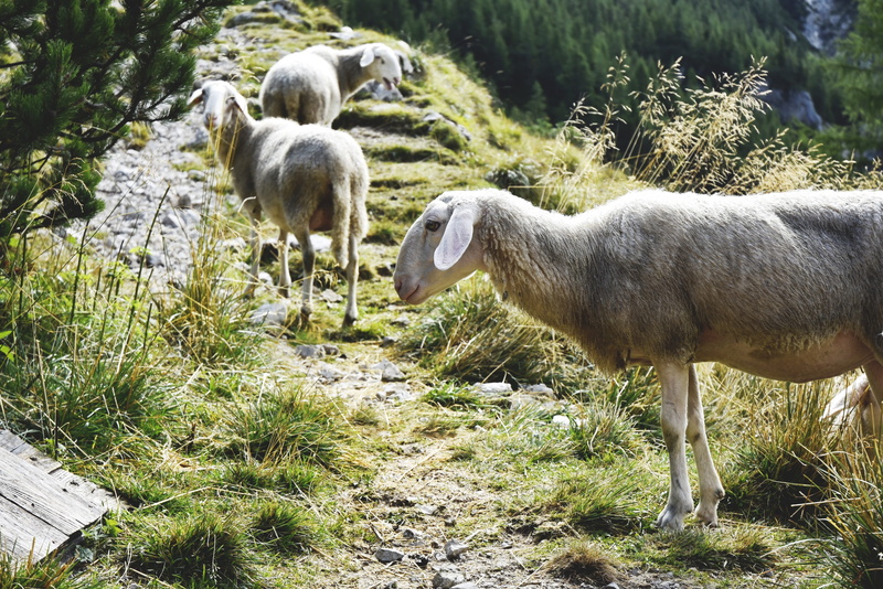 group of animals, nature, mountain path, wildlife, vertebrate, julian alps, animals, growth, sheep, young animal, animal family, animal, slovenia, hiking