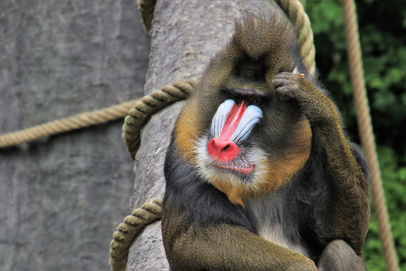 primate, baboon, string, vertebrate, animals, threat, furry, outdoors, mammal, predator, animal body part, nature, red nose, feb, think positive, close-up