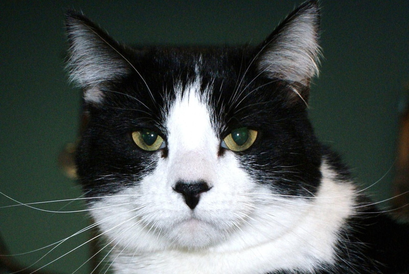 kool-kat, cat, well, 720P, dressed, top-cat, just-ask-me, later-gator