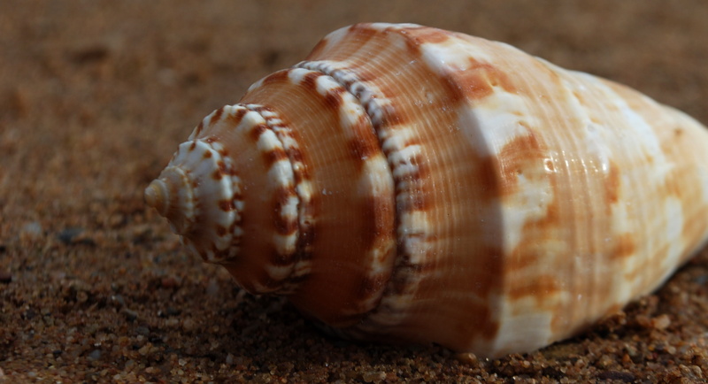 shell, seaside, nature, golden, design, day, spiritual, animal, fractal, animals in the wild, consciousness, no people, invertebrate, animal themes, reptile