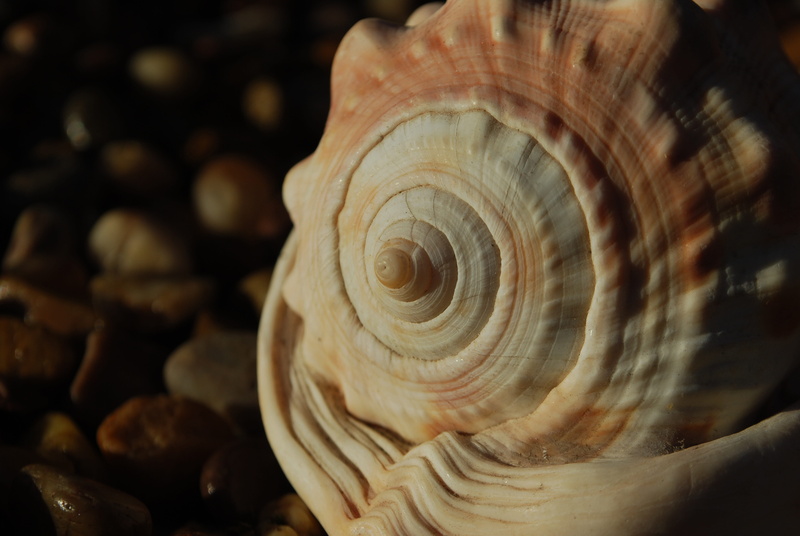 nature, number, focus on foreground, seaside, spiral, animal shell, animal themes, day, animal wildlife, design, beauty in nature, harmony, fibonacci, shape