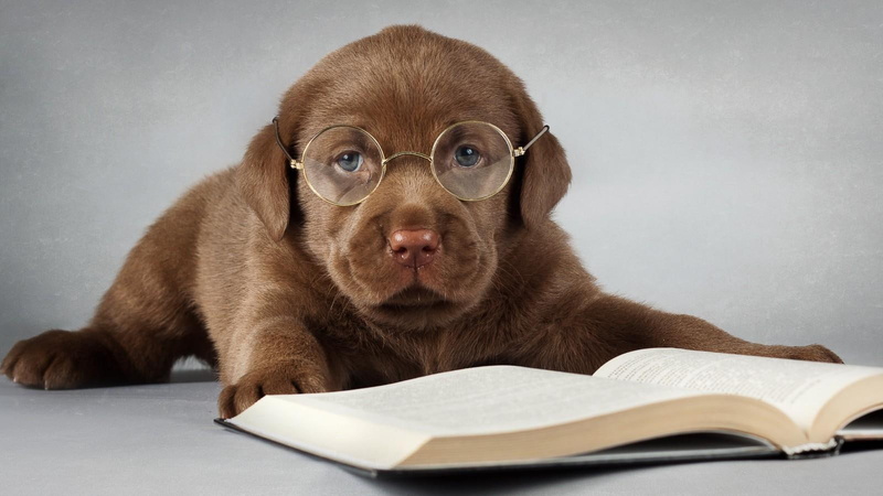 animals, cute, professor, retriever, chocolate, little, 720P, puppy, labrador, glasses