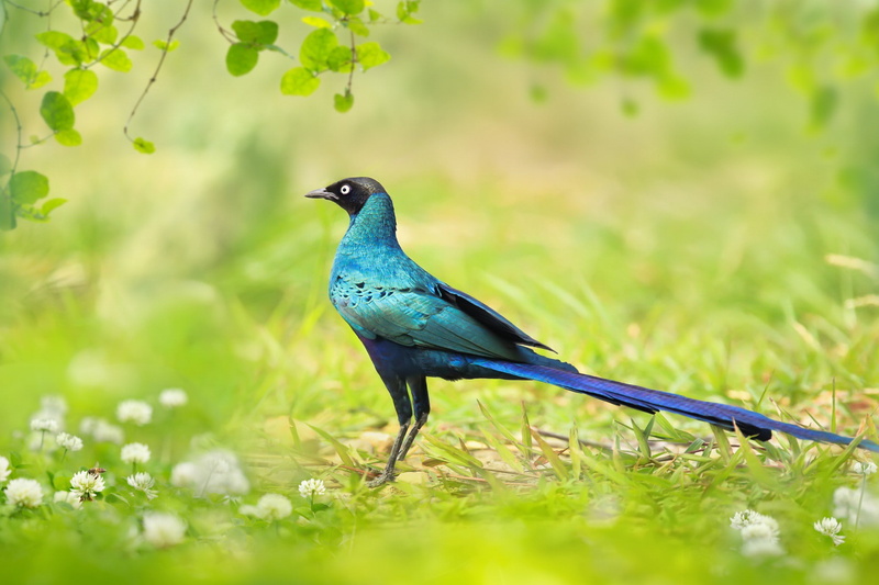 1080P, tail, blue, teal, Bird in Taiwan, long tailed, glossy starling, long, taiwan, bird