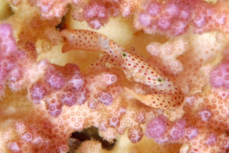 swimming, close-up, animal, marine, Sea, sea life, water, underwater, animal wildlife, animal themes, Diver, Under Water, spotted, pink color, animals in the wild