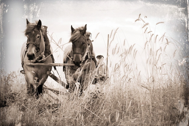 remember, 1080P, home, animals, place, remember my home place, draft horses, farm